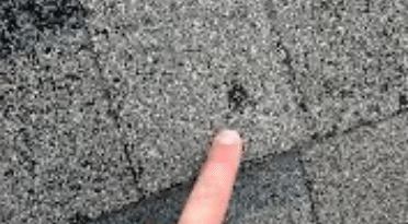 finger points to hail damage on shingle roof